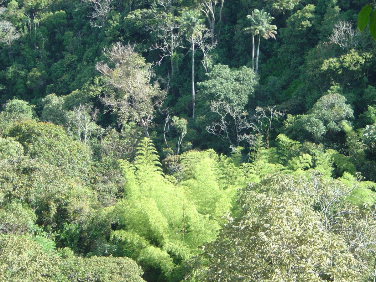 Kasaguadua - Reserva Natural Salento Eksteriør billede