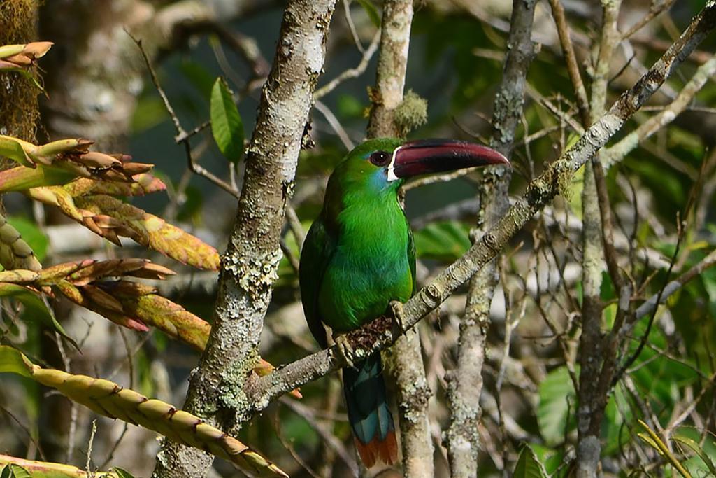 Kasaguadua - Reserva Natural Salento Eksteriør billede